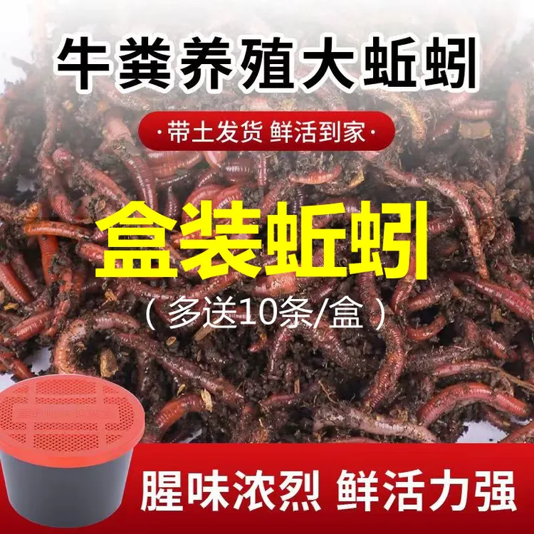 蚯蚓活饵鲜活红虫垂钓鱼饵料鲫鱼鲤鱼野钓黑坑鱼料打窝料鱼食通杀