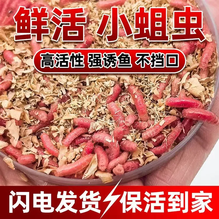 包邮大号鲜活红蛆蛆肉蛆虫鲫鱼鲤鱼高蛋白野钓活体活蛆牙子白蛆