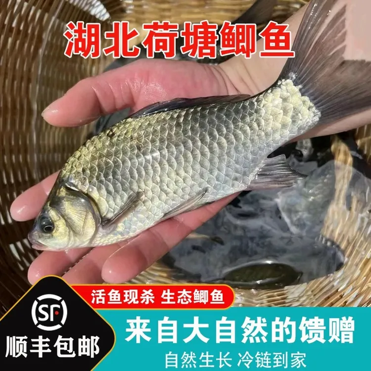 【顺丰包邮】洪湖放养土鲫鱼新鲜现杀鲫鱼煲汤炖汤新鲜真空装