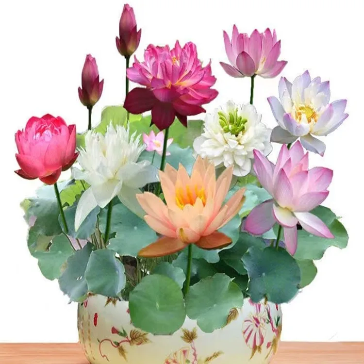 碗莲种子已开口四季种植水培植物睡莲荷花种子室内水生绿植花卉