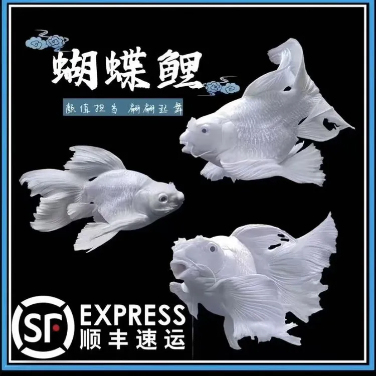 蝴蝶鲤白球18-21公分石膏白寄样混养自家鱼场小型精品好养养殖