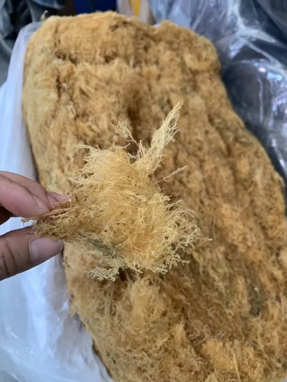 潮汕海石花草干净无沙胶质好天然果冻海石花膏
