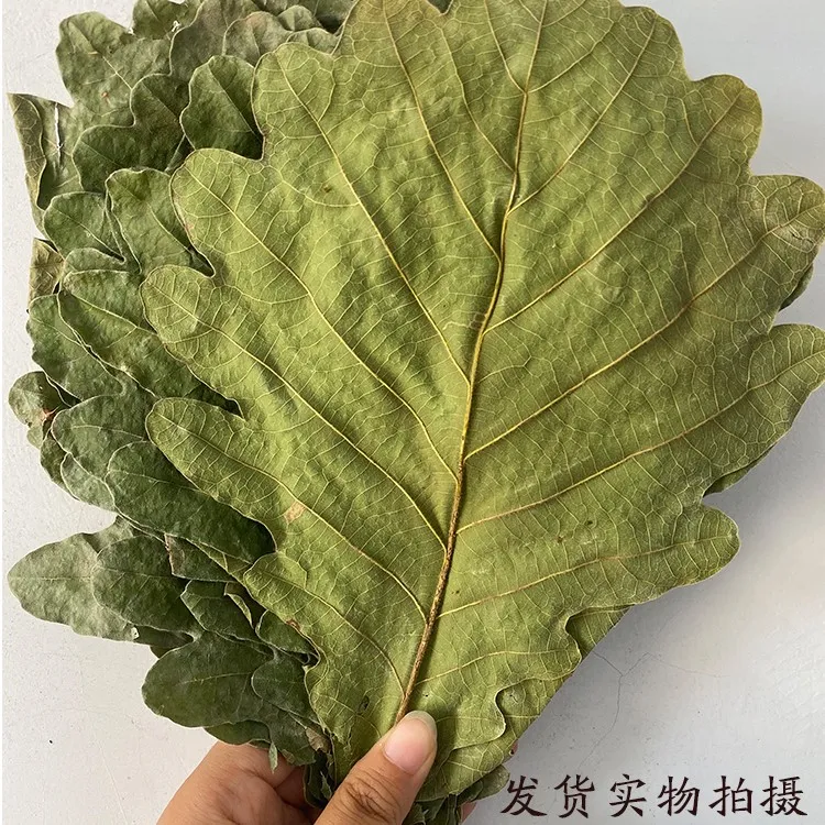 山东粽叶菠萝叶野生槲叶新鲜晾干柞树叶玻璃叶正宗粽叶包邮
