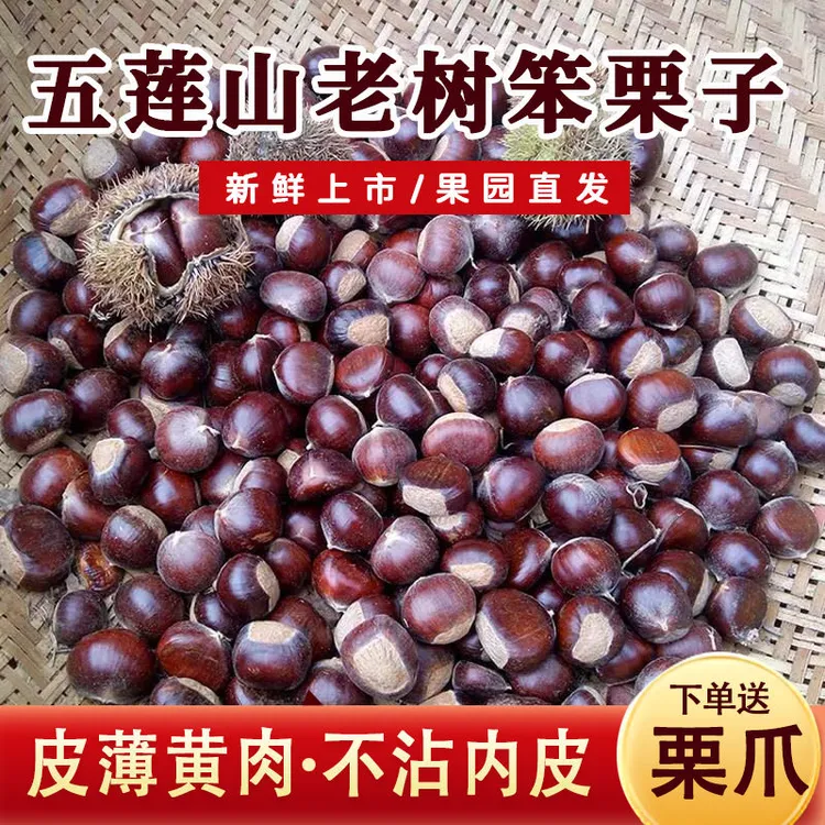 板栗生新鲜油栗现摘五莲山生板栗甜糯栗子老树油栗新栗子好去内皮