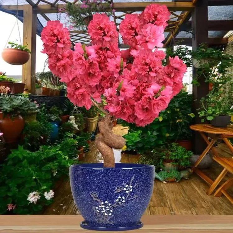 寿星桃梅游龙造型盆景带花苞发货