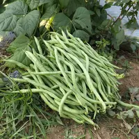 贵州农家露天种植新鲜无筋豆青豆角嫩四季豆