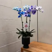 【艺术组盆-马卡龙搭配】桌面高端绿植花卉蝴蝶兰植株美观大气