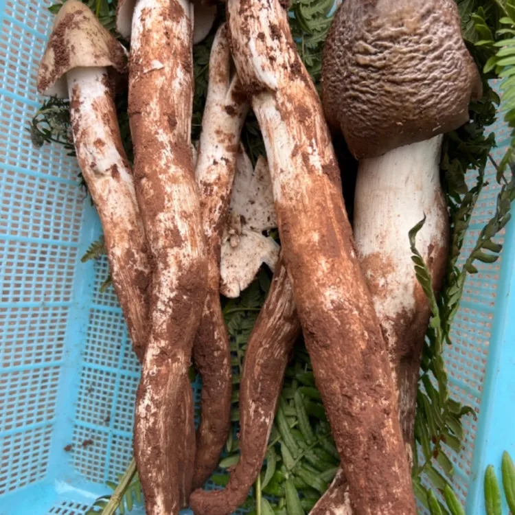 云南楚雄州双柏县云上小镇野生菌