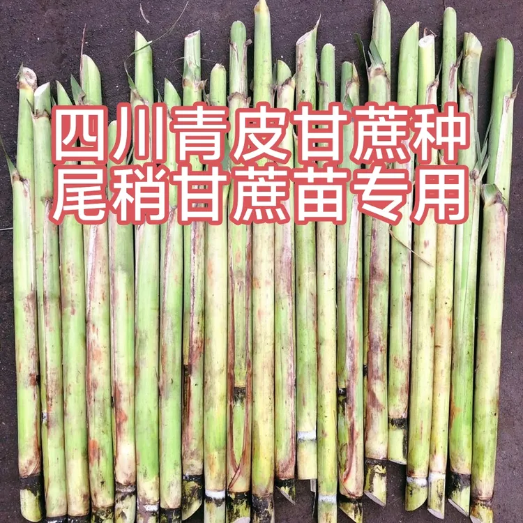 四川青皮甘庶尾稍，种苗节节有芽，成活率高甘蔗苗种