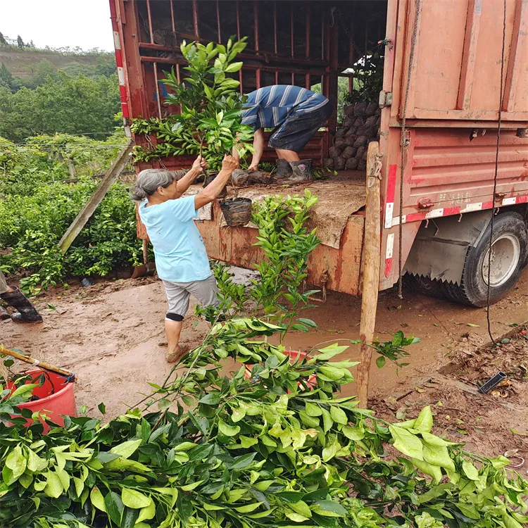庭院种植盆栽水仙花一物一拍