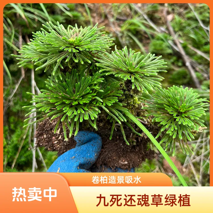 卷柏九死还魂草绿植盆栽绿植办公桌盆景吸水石造景