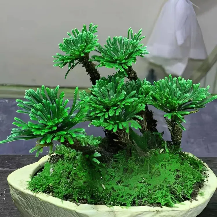 卷柏九死还魂草盆栽卷柏老庄盆景绿植带专用土不死草万年青蕨类植