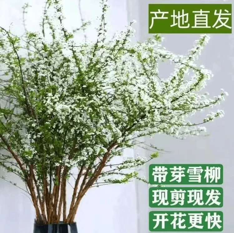 【鲜枝雪柳】云南鲜枝雪柳带芽孢鲜切花爆花枯木逢春水培装饰
