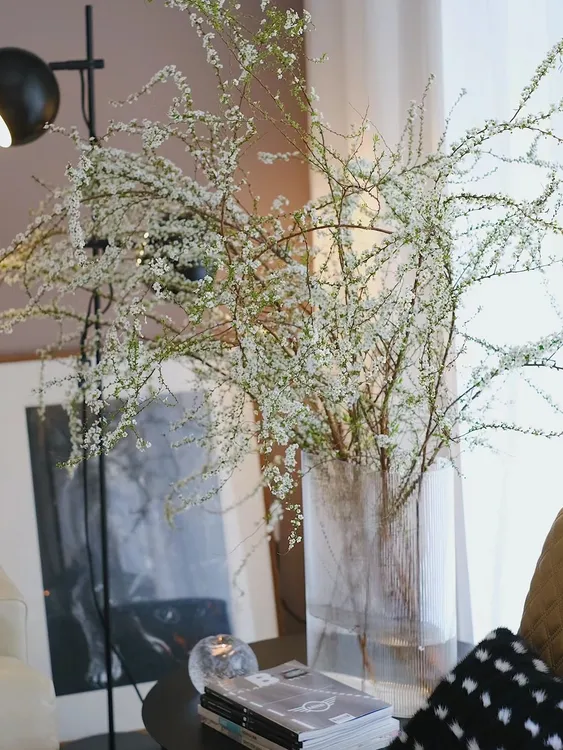 【带花发货】云南鲜枝带花雪柳带芽孢鲜切花爆花水培装饰