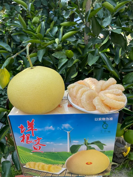 两个试吃装玉环文旦柚子当季整箱新鲜水果蜜柚现摘