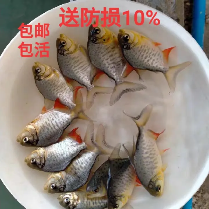 鲳鱼淡水白鲳红腹鲳鱼活体宠物观赏鱼