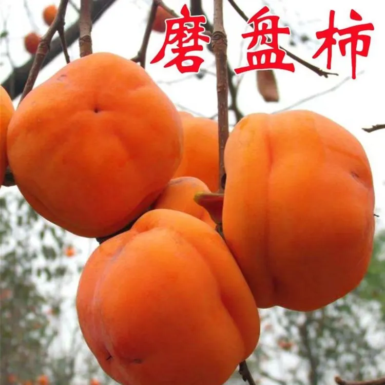磨盘柿子树苗脆甜耐寒盆栽地栽南方北方庭院种植果树果苗当年结果