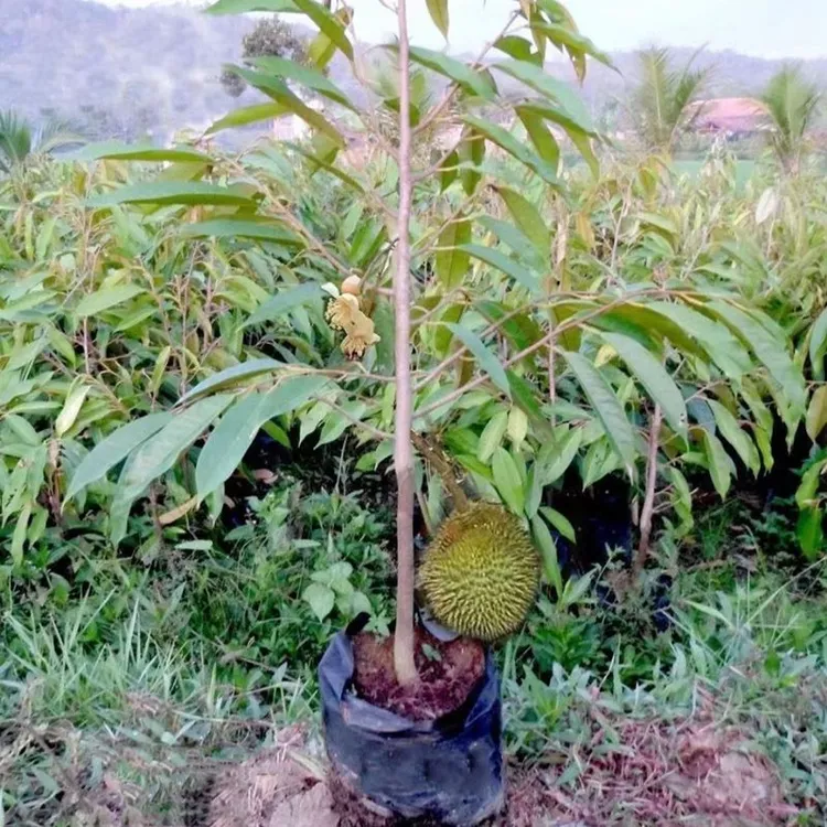 云南盆栽金枕头榴莲果树苗南北方种植泰国庭院阳台种植