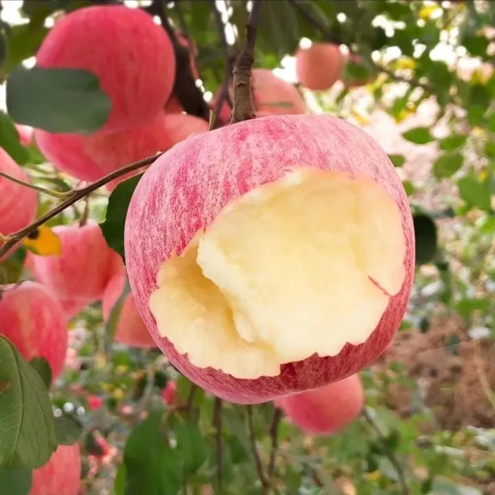 云南巨森苹果树苗嫁接北方南方种植盆栽地栽冰糖心苹果苗