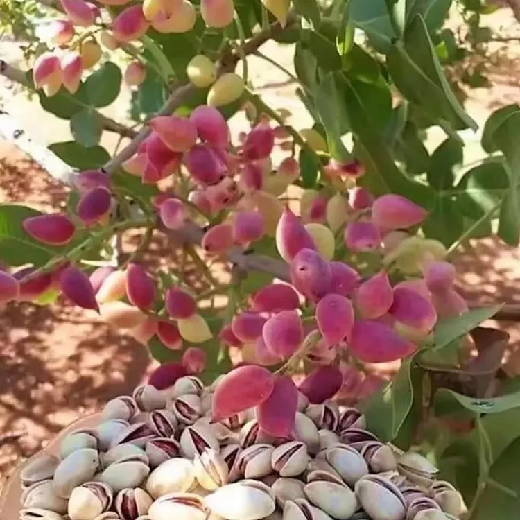 云南嫁接开心果苗果树苗盆栽地栽南北方种植水果庭院四季水果树苗