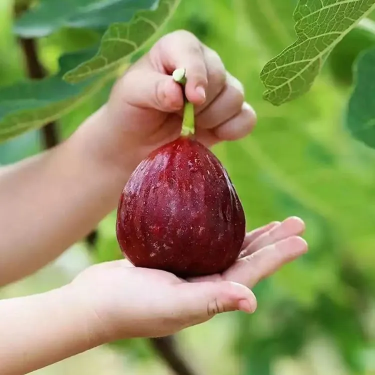 云南无花果树果苗波姬红大盆栽地栽矮化水果果苗南北方无花果苗