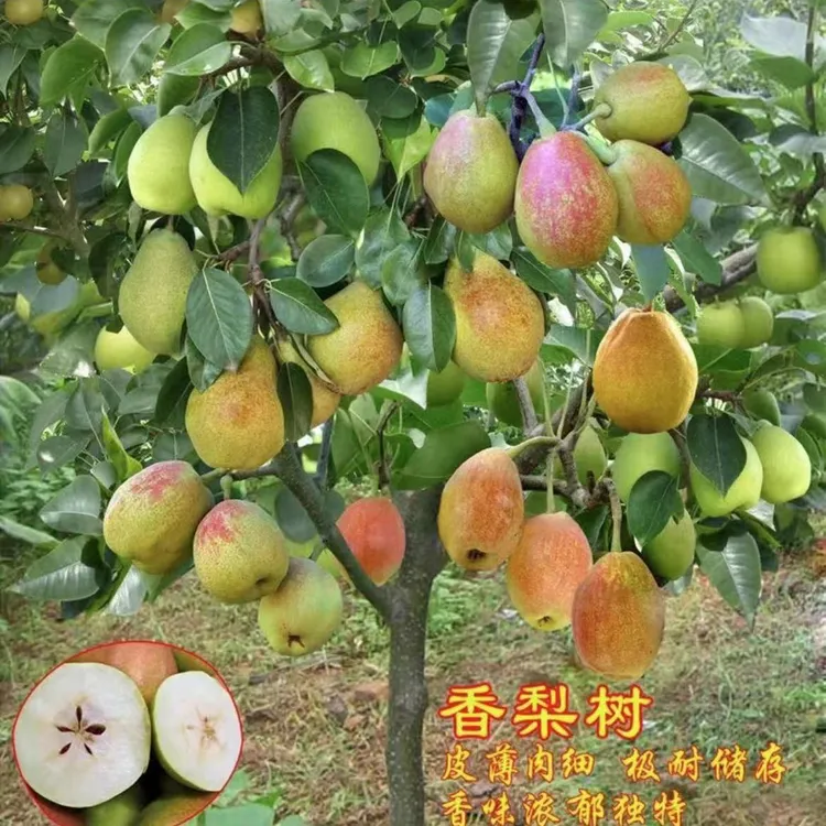 云南梨树苗嫁接特大库尔勒香梨树果苗盆栽地栽庭院南北方种植