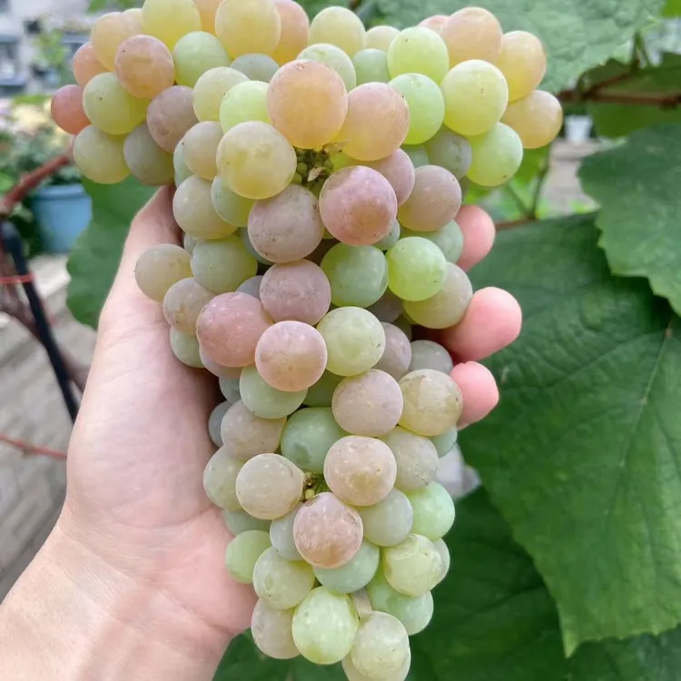 盆栽果树苗寒香蜜葡萄苗妮娜皇后 阳光玫瑰摩尔多瓦葡萄苗带盆发