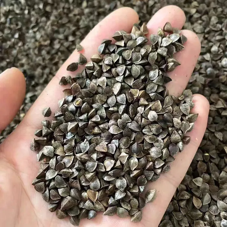 10斤荞麦带壳荞麦信鸽赛鸽观赏鸽鸽粮鹦鹉鸟食鸟粮仓鼠粮食包邮