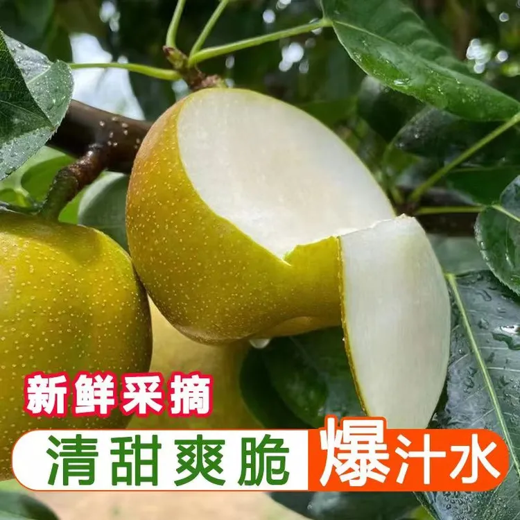 【脆甜多汁】湖北新鲜翠冠梨子丑梨皮薄当季水果现摘现发