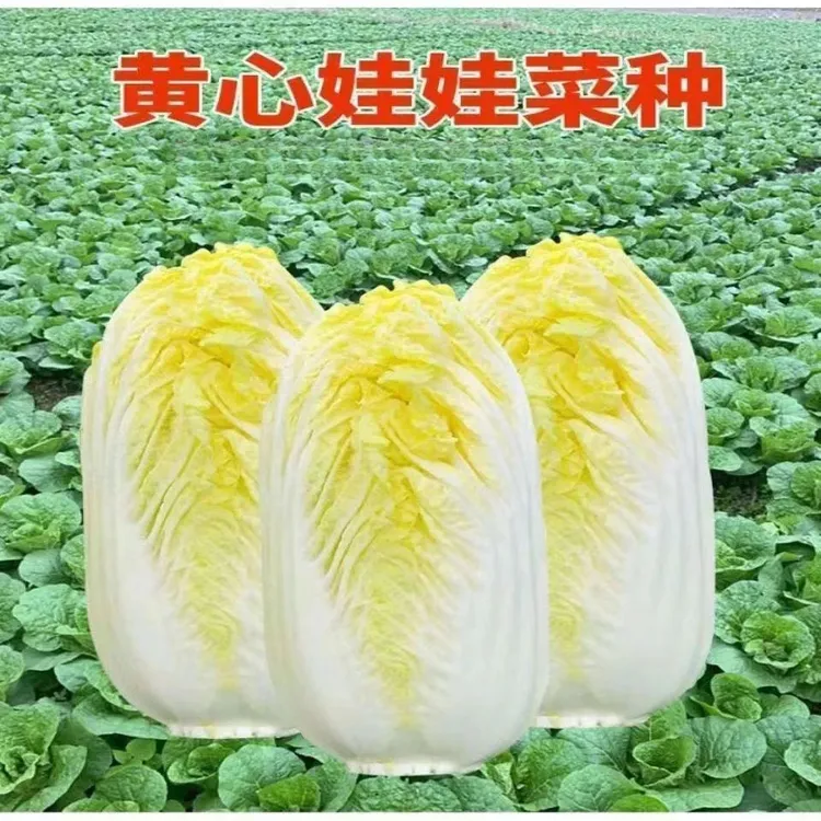 四季金娃娃菜种子蔬菜种子菜籽四季播黄心菜种子生长快品质佳
