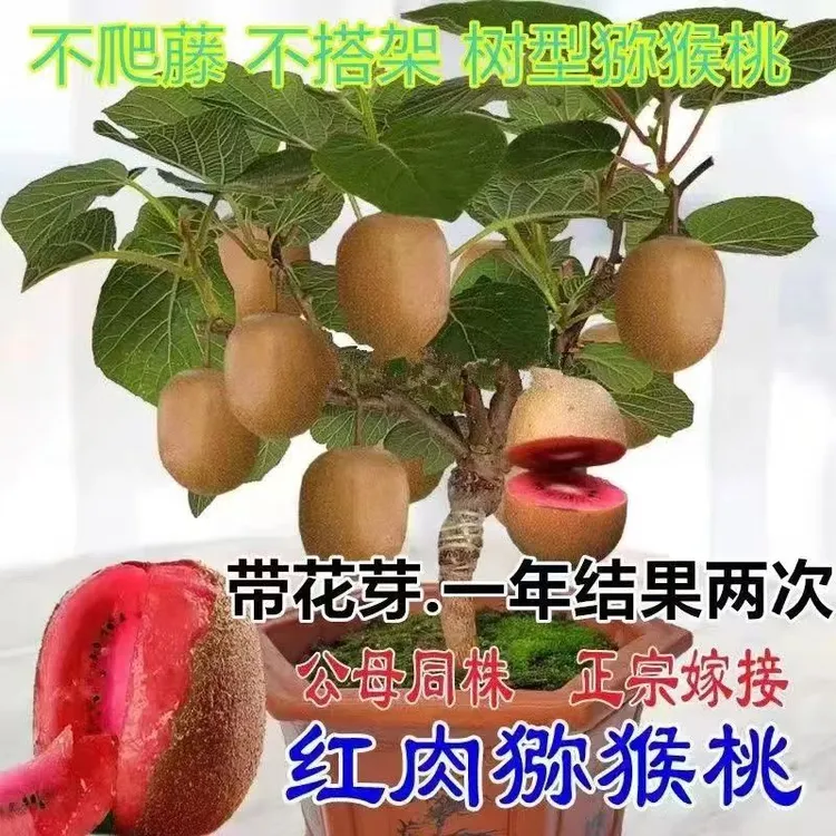 红心猕猴桃蓝莓树苗南方北方种植庭院爬藤果树苗耐寒弥猴桃苗