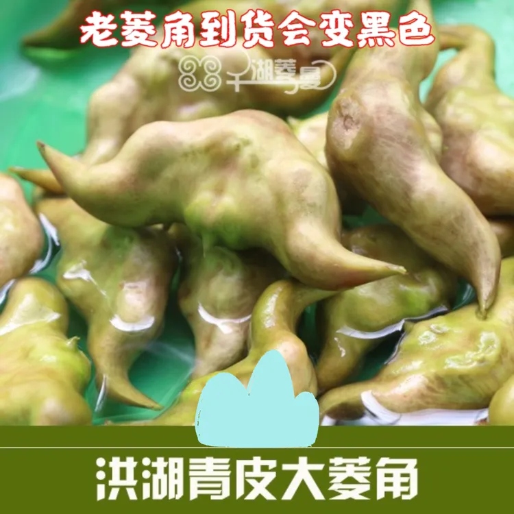 现摘新鲜老菱角粉面青菱角湖北洪湖特产生菱角黑菱角凌果产地直发