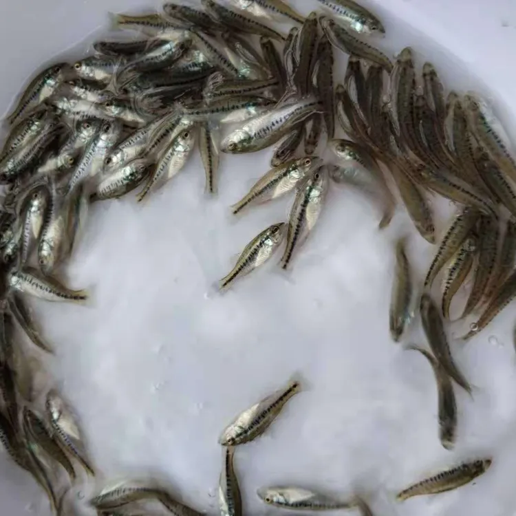 加州鲈鱼 活体 吃饲料淡水苗