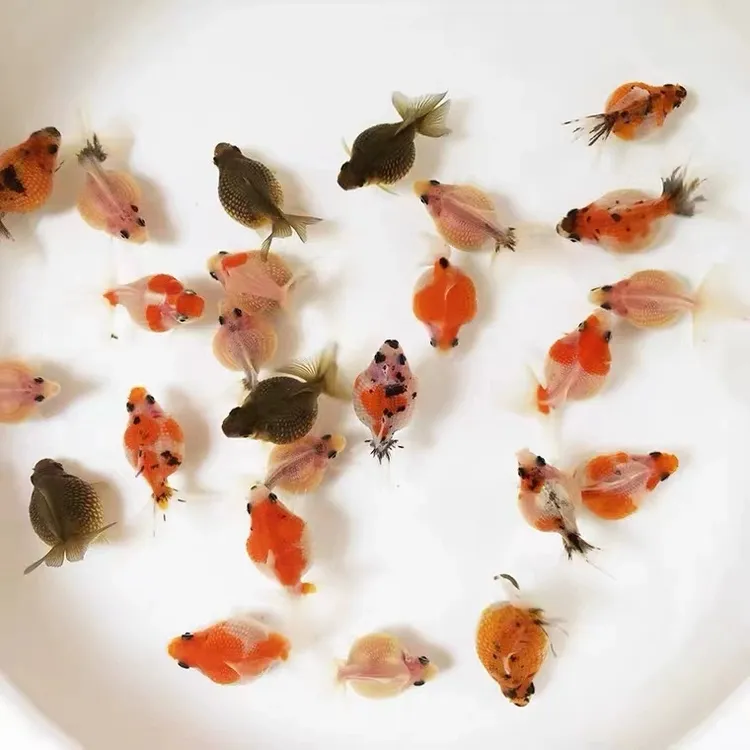 珍珠金鱼好养红白包金黑珍珠冷水淡水观赏鱼苗小珍珠圆滚滚金鱼