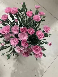 一见钟情康乃馨盆栽(送肥料)