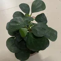 小潘菩提精品盆栽（福利款）