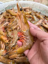 大连渤海湾野生黄蛸子虾2斤