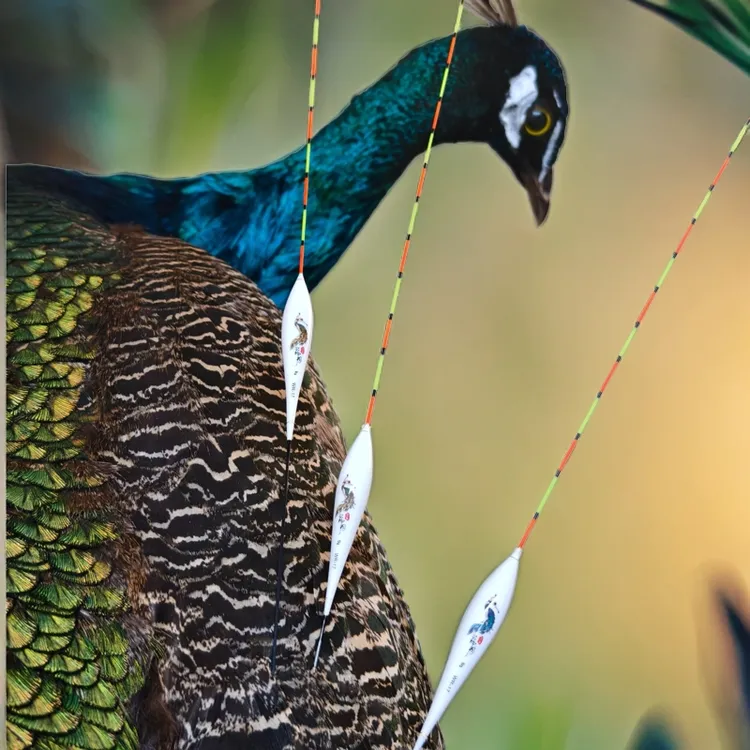 WVF【 R17】新品高灵敏度手工孔雀羽浮漂