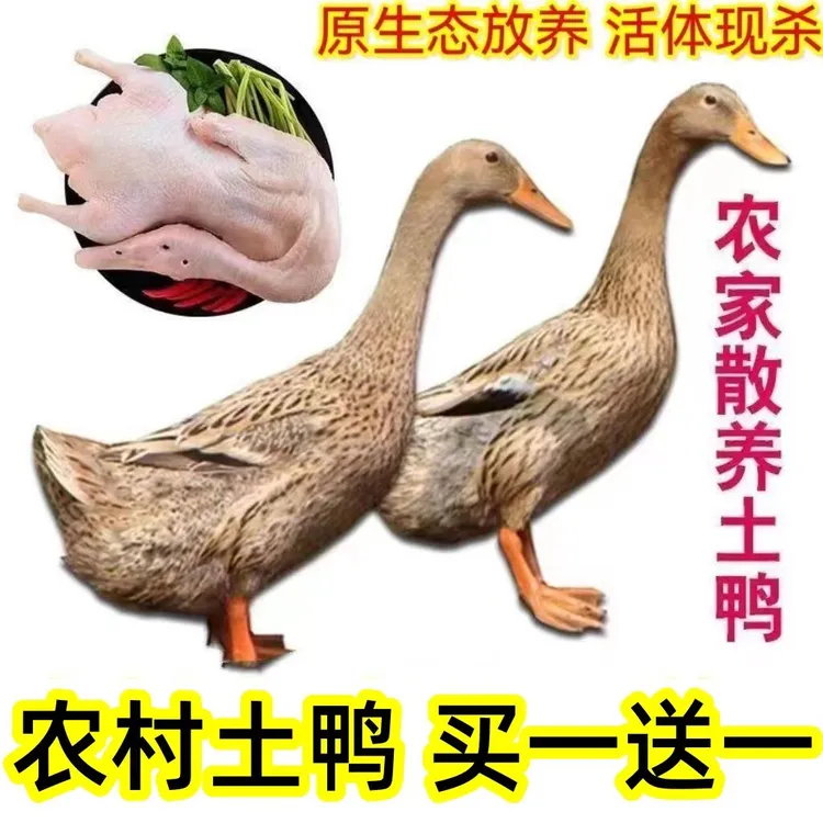 非活体2只土鸭农家散养大鸭子新鲜现杀土鸭嫩鸭子不带掌翅内脏