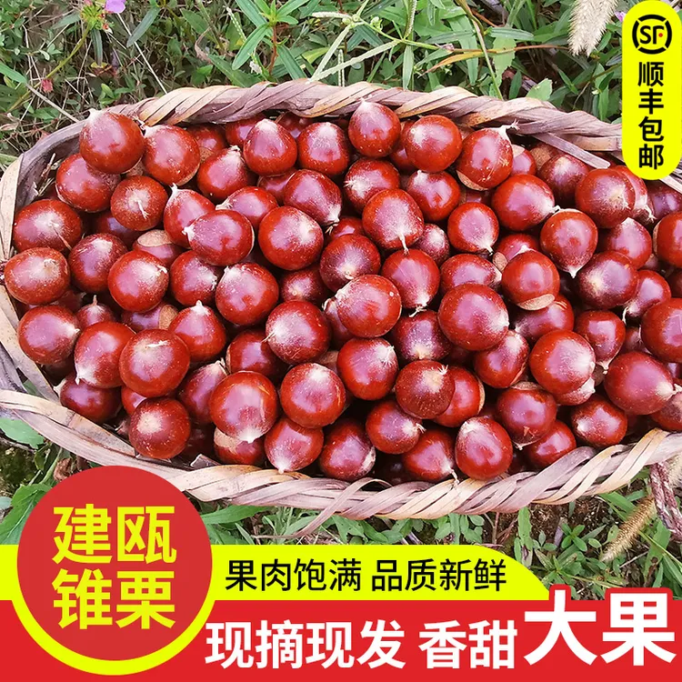 2025年福建建瓯锥栗生新鲜板栗高山油栗子农家现摘栗子1/2/3/5斤