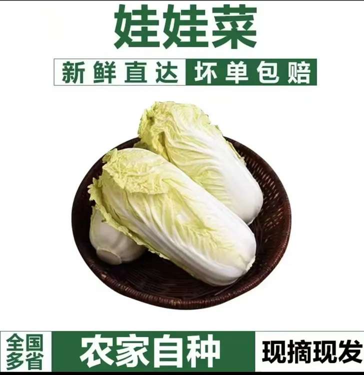 不泡药水】河南产地新鲜发货精选美味黄心娃娃菜5斤/9斤