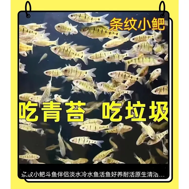 小型野生条纹小鲃中国斗鱼伴侣活体二须鲃清洁耐寒冷溪流鱼观赏鱼