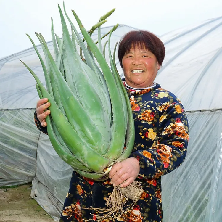 库拉索芦荟植物盆栽净化空气四季种植基芦荟盆栽
