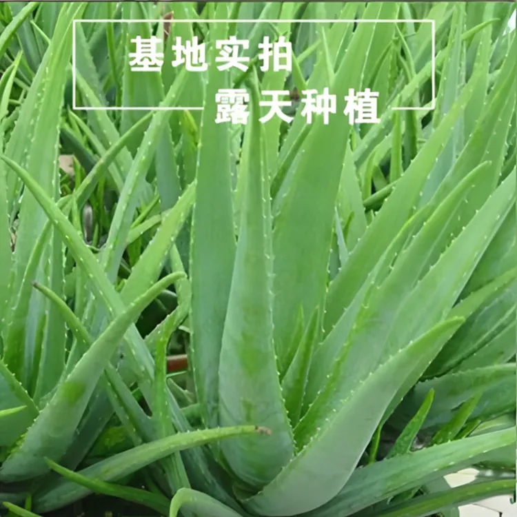 库拉索美容芦荟盆栽移栽基地种植多肉植物美白祛斑祛痘净化空气