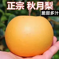 【爆甜多汁W】新鲜秋月梨新鲜采摘果肉细腻纯甜坏果包赔净重4.5-5斤