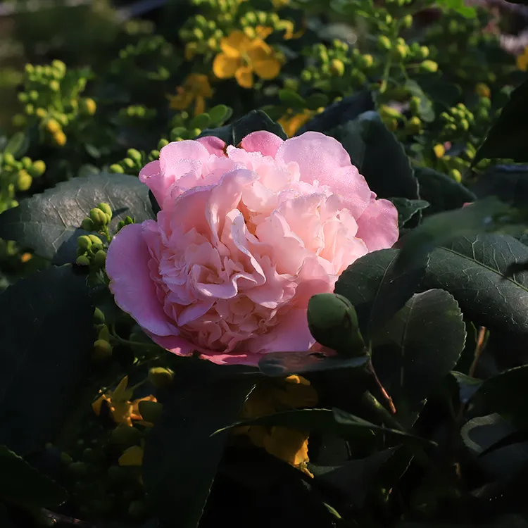 罗曼的花园香妃山茶花树苗盆栽醉香浓香型植物带花苞庭院室内好养