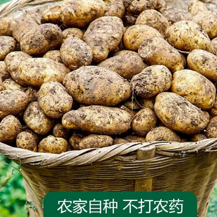 贵州威宁老品种米拉洋芋生鲜土豆土特产马铃薯