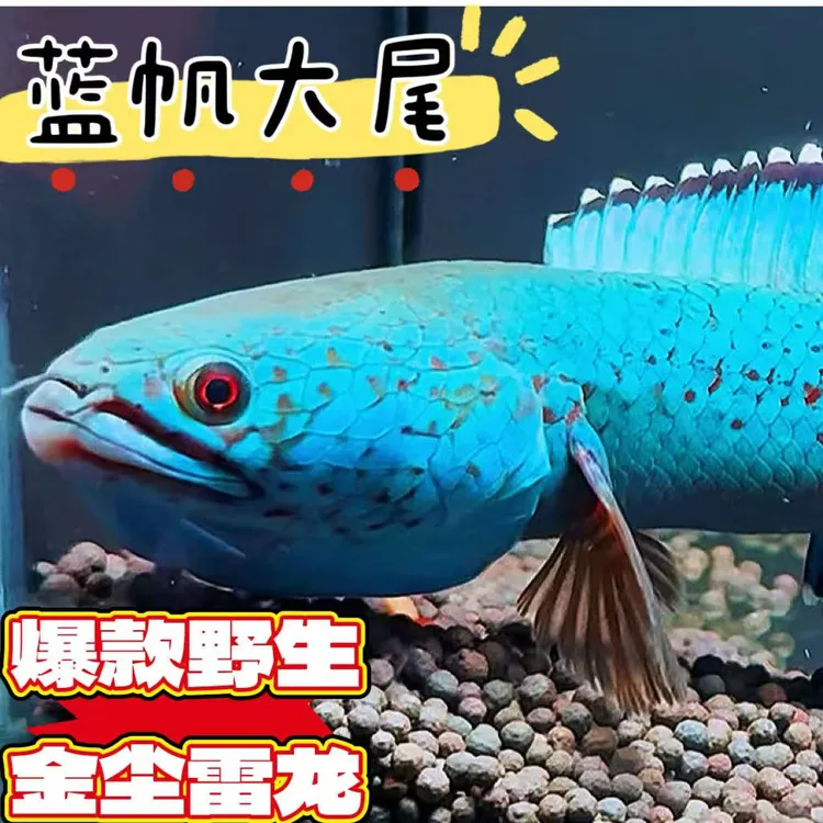 鱼金尘雷龙淡水活体观赏鱼耐活好养雷龙免打氧进口冷水金尘雷龙鱼