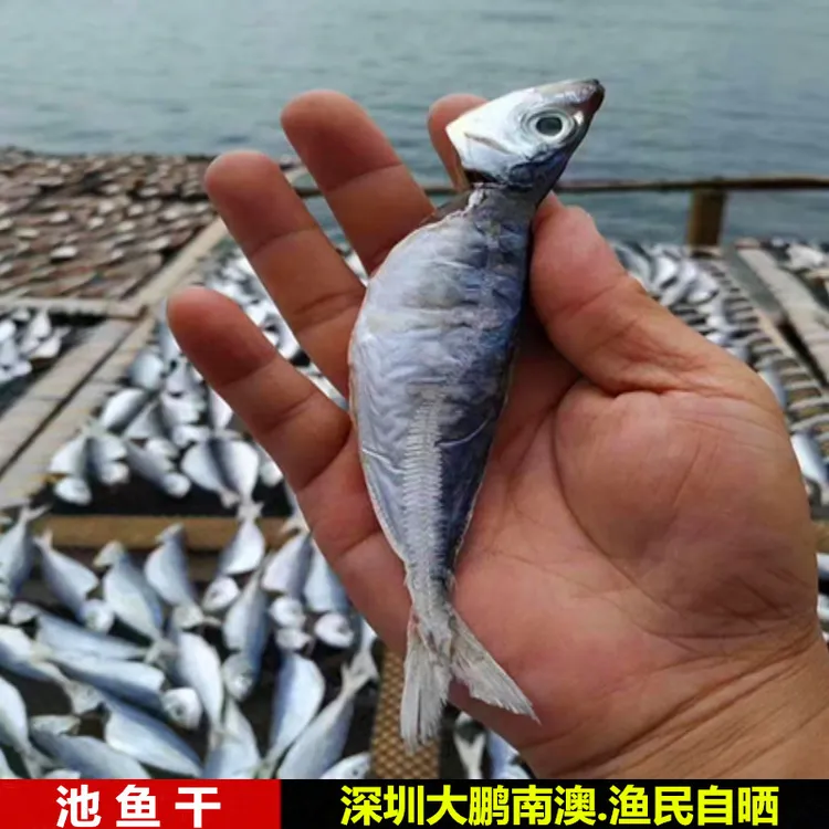 巴浪鱼干池仔鱼干广东咸鱼干深圳南澳特产渔民自晒深海鱼水产干货