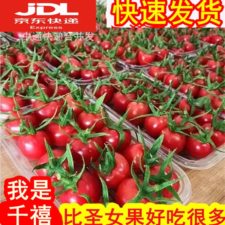 好吃山东千禧果小番茄新鲜水果樱桃千玺圣女果小西红柿蔬菜包邮